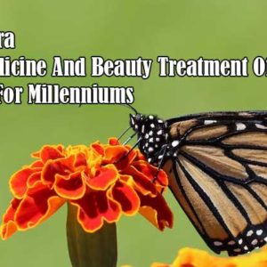 Aloe Vera - The Medicine And Beauty Treatment Of Choice For Millenniums