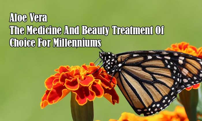 Aloe Vera - The Medicine And Beauty Treatment Of Choice For Millenniums